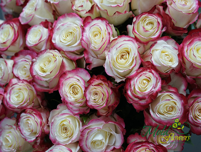 Trandafiri Ecuador 70 cm Sweetness foto